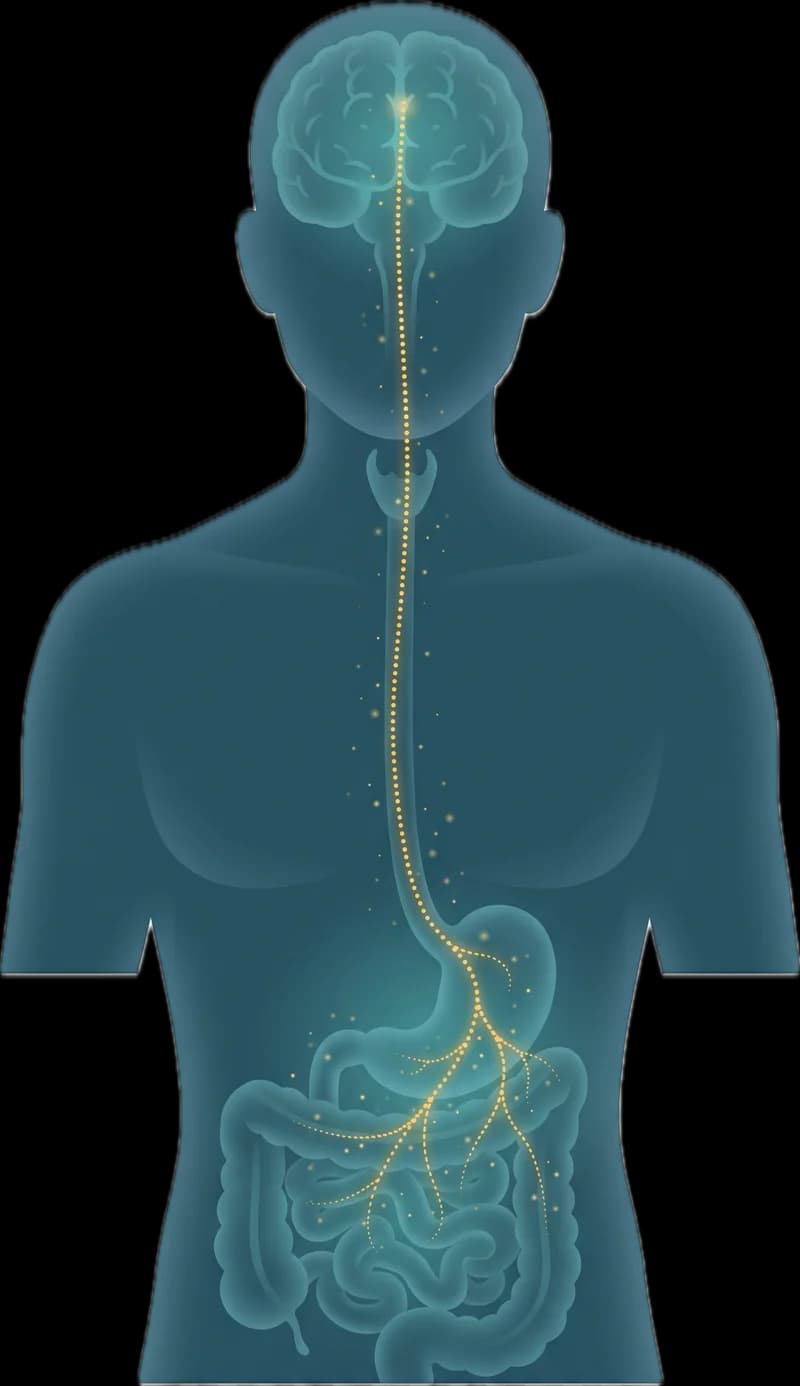 The Golden Highway. Brain to gut along the vagus nerve.